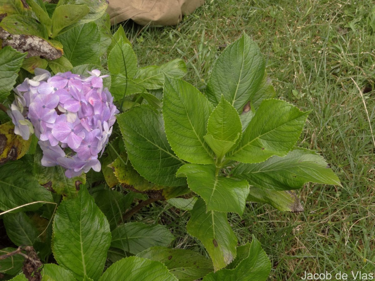 Hydrangea macrophylla (Thunb.) Ser.